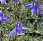 AquilegiavulgarisBlueBarlowhangendhoofd1