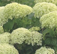 Hydrangea arborescens 'Hayes Starburst'