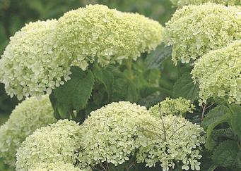Hydrarborescens 'Hayes Starburst'