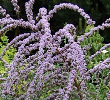 Buddlejaalternifolia