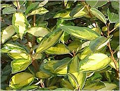 Elaeagnus ebbingei 'Clone'