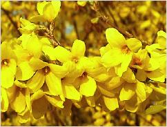 Forsythiaintweekend
