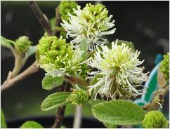 Elaeagnus ebbingei 'Clone'