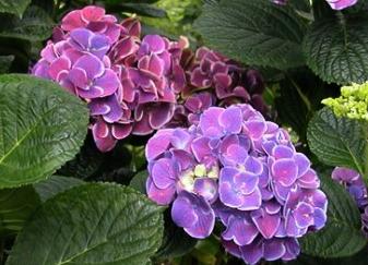 Harlequinboerenhortensia