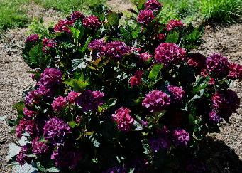 Hydrangea macrophylla 'Merveille Sanguine' habitus