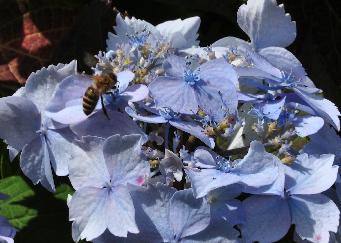 Hydrangea serrata 'Blue Deckle' _closeup bloem en bij 