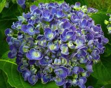 Hopcornbolhortensia