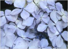 Hortensia 'Beauté_Vendomoise' -Lichtblauwe _kleur