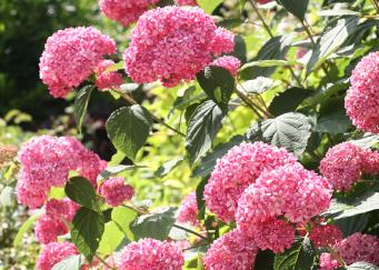 Hortensia 'Pink Annabelle'