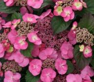 Hydrangea_macrophylla_'Soeur_Therese'_bloei_juli-vnnn