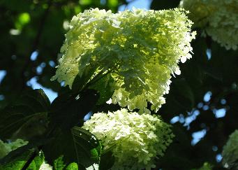 Hydrangea paniculata 'Limelight' in de halfschaduw