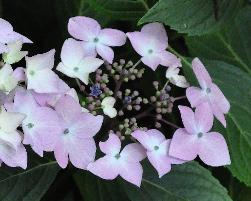 Hydrangea macrophylla 'Jean Varnier' Lacecap closeup bloemen 