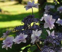 Hydrangea macrophylla 'Cassiopée' - syn. Tambour Major 3- Corine Mallet 1993.jpg