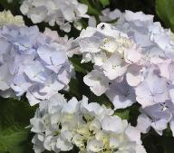 Hydrangea macrophylla 'Alaska'