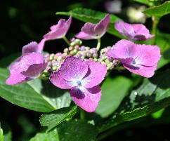 Hydrangea macrophylla 'Anneke Sterken' - eigen selectie 