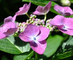 HydrangeaAnnekeSterkenVN2