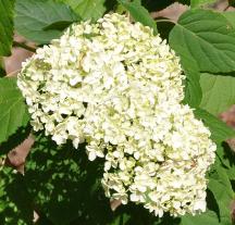 hydrangeaarborescensannabelle