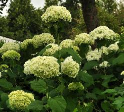 HydrangeaarborescensAnnabelle