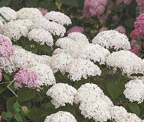 HydrangeaarborescensBellaragazzaBlanchetta