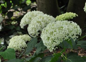 Hydrangea arborescens 'Annabelle' VN