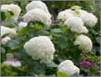 HydrangeaarborescensAnnabelleVN