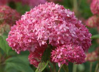 Hydrangea arborescens 'Pink Annabelle' syn 'Invincibelle Spirit'