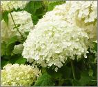 Hydrangea arborescens 'Incrediball'syn 'Strong Annabelle'