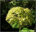 Hydrangea arborescens 'Pink Annabelle' syn 'Invincibelle Spirit'