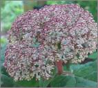 HydrangeaarborescensSweetAnnabelle