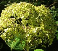 Hydrangea_macrophylla_'Soeur_Therese'_bloei_juli-vnnn