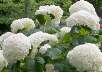 HydrangeaarborescensIncrediballsynStrongAnnabelle