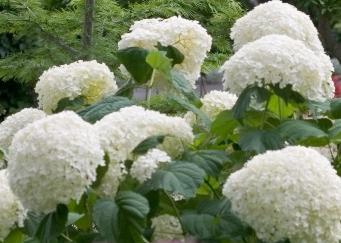 HydrangeaarborescensLimeRickycloseup