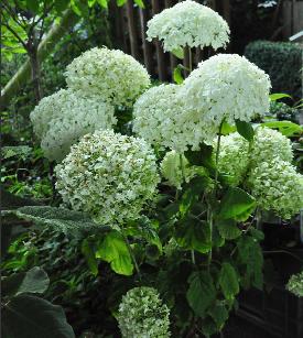 Hydrangea arborescens 'Incrediball' 'Strong Annabelle'