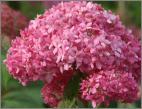 HydrangeaarborescensPinkAnnabellesynInvincibelleSpirit