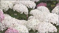 Hydrangea arborescens 'Incrediball' 'Strong Annabelle'