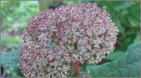 HydrangeaarborescensSweetAnnabelle