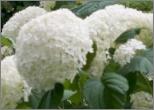 HydrangeaarborescensBellaragazzaBlanchetta