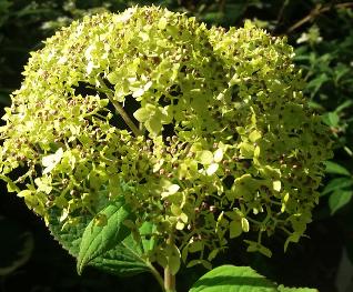 HydrangeaarborescensLimeRickycloseup