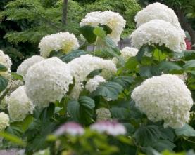 Hydrangea arborescens 'Incrediball' syn 'Strong Annabelle'