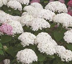 HydrangeaarborescensBellaragazzaBlanchetta