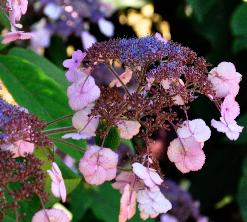 Hydrangea aspera macrophylla 2