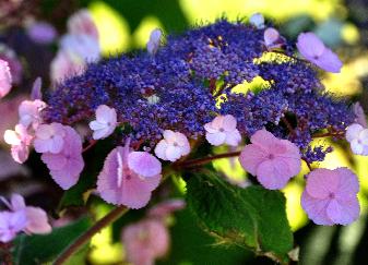 HydrangeaasperaAnthonyBullivant4