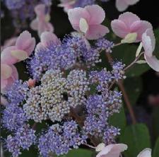 HydrangeaasperaHotChocolate