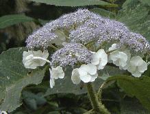 HydrangeaasperaMacrophylla2