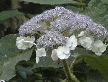 HydrangeaasperaMauvetteflowercloseup