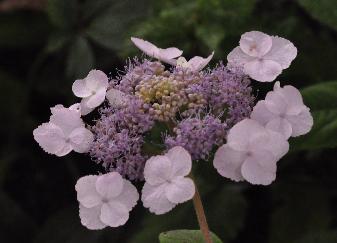 HydrangeaasperaMauvetteflowercloseup