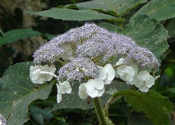 Hydrangea aspera 'Macrophylla' 2