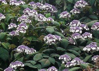 Hydrangea aspera macrophylla ddon