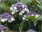 hydrangeaasperaMacrophylladdon1