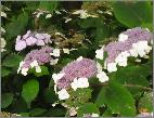 Hydrangeaasperamacrophyllabloeivn